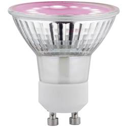 Paulmann LED lampa pro růst rostlin PAULMANN 230 V GU10 3.5 W jantar 1 ks