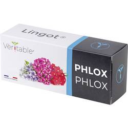 Veritable Náplň do vnitřní zahrady Lingot Phlox/Flammenblumen 128 mm 1 ks